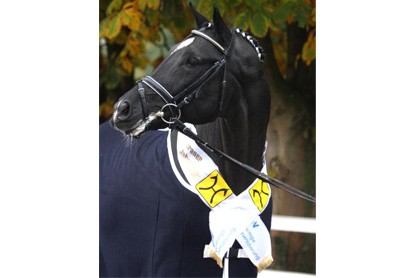 Escudo I (Photo: Ridehesten.com). Escudo I (Photo: Ridehesten.com).