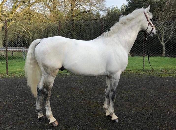 Irish Sport Horse stallion Luxy